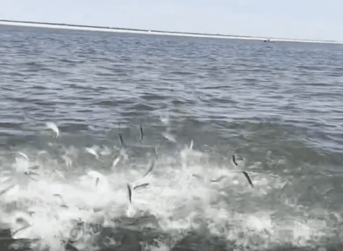 Vídeo: Baleia atinge lancha de pescadores na costa de Nova York