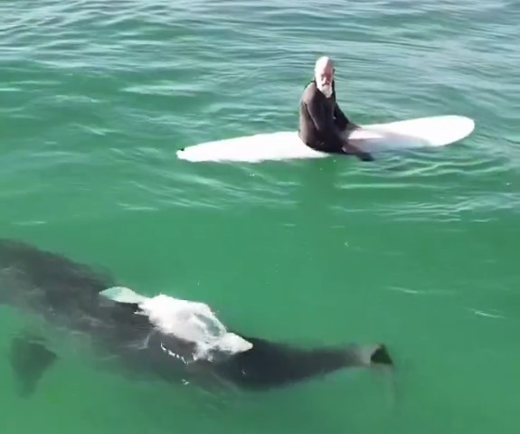 Vídeo: Tubarão-branco de quase duas toneladas nada ao lado de surfistas em praia da Califórnia