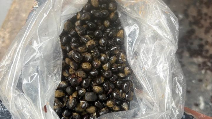 Visitantes são presos ao tentar entrar em presídio da Zona Oeste do Rio com maconha e haxixe escondidos em porções de carne e feijão